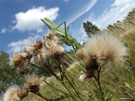 Tettigoniidae by SaltOdelund on DeviantArt