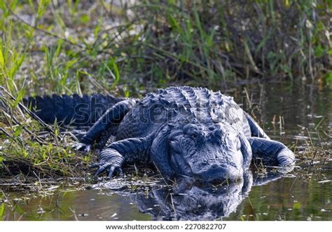 American Crocodile Florida: Over 5,142 Royalty-Free Licensable Stock ...