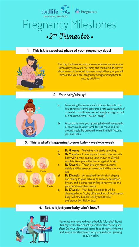 Pregnancy Milestones - 2nd Trimester | Infographics