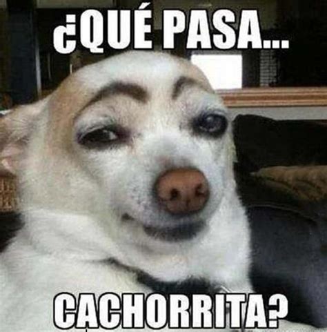 Memes Chistosos de Perros - Memes Chistosos 2018