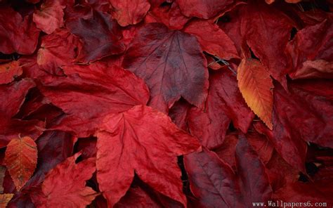 Red Maple Leaves Wallpapers - Wallpaper Cave