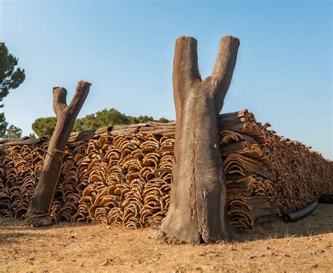 The cork harvesting process — Lafitte