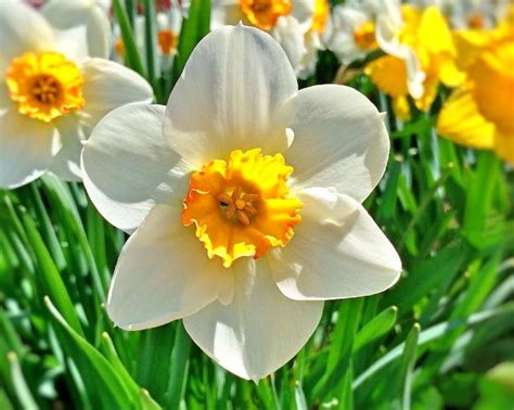 March Birth Flower: The Daffodil | What Does it Mean? | The Old Farmer's Almanac