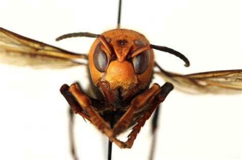 US scientists find country’s first ‘murder hornet’ nest - The Total Report