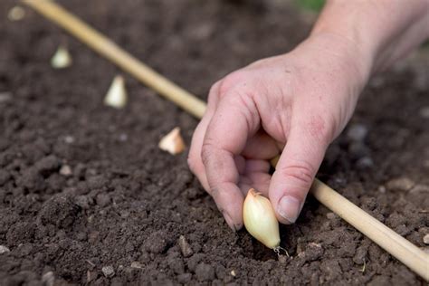 How to grow onions – Easy delicious recipes