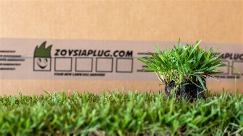 Zoysia Plugs - ZoysiaPlug.com