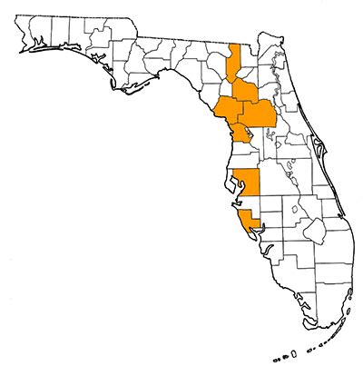 Xenosmilus hodsonae – Florida Vertebrate Fossils