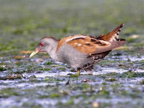 Gruiformes - coots, cranes, rails Photo Gallery | Wildlife Journal Junior