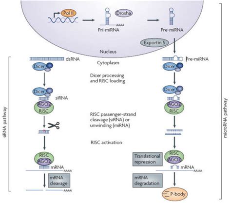 RNA Interference - DolceraWiki