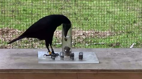 Another amazing video of a Crow solving complex puzzles | Greener Ideal