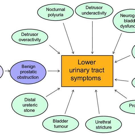 Multifactorial etiology of lower urinary tract symptoms. Benign ...