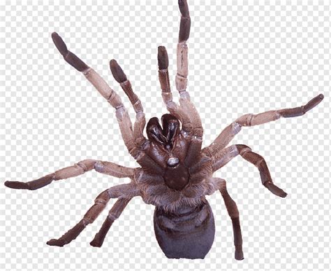 Tarantula Spider Venom Goliath birdeater Insect, spider, insects, pest Control, tarantulra png ...