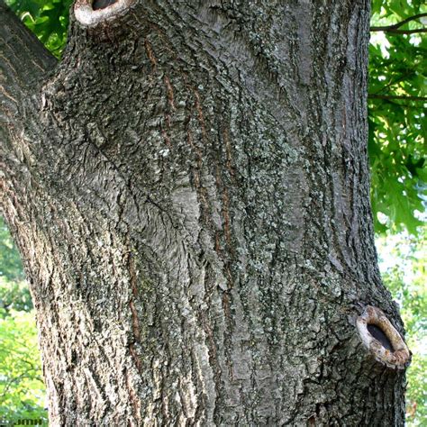 Northern red oak | The Morton Arboretum