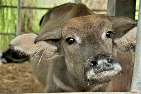 Baby water buffalo, so cute! | Stephanie Dyar | Flickr