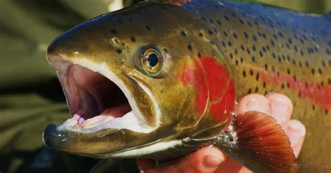 Steelhead vs Salmon: 5 Major Differences - Salmon Facts