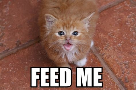 Feed Me - Meme Guy