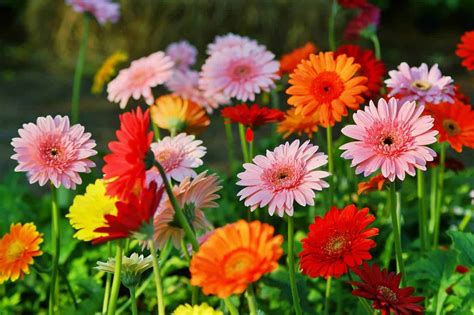 9 Actionable Tips For Gerbera Daisy Care and Handling - Hort Zone