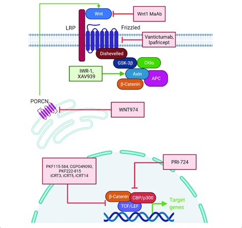 | Chemotherapeutic interventions targeting the components of the Wnt... | Download Scientific ...