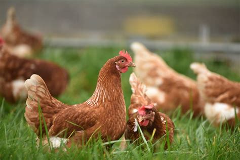 Guide de l'élevage de poules pondeuses : Comment commencer l'élevage