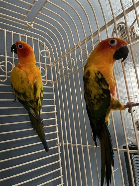 Sun conure breeding pair