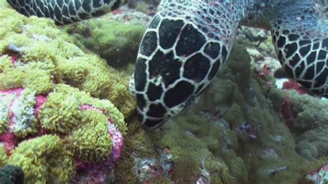 Premium stock video - Hawksbill turtle feeding on algae on healthy coral reef, front view ...