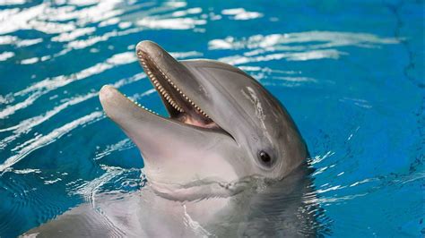 Dolphin dies at the National Aquarium after monthslong illness ...