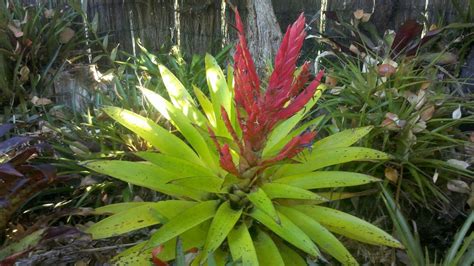 Bromelia | Bromélia, Bromélias