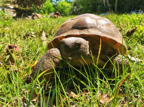 FWC Seeks Landowners to help with Gopher Tortoise Conservation ...