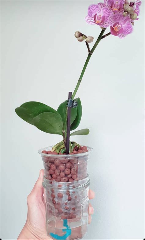 GROWING ORCHIDS IN LECA & WATER: 5 STEPS FOR A GREAT SET-UP