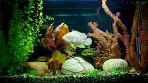 How To Prepare Rocks For An Aquarium - All You Need To Know