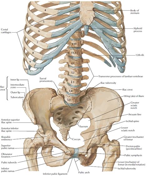 Human Skeleton - Skeletal System Function, Human Bones