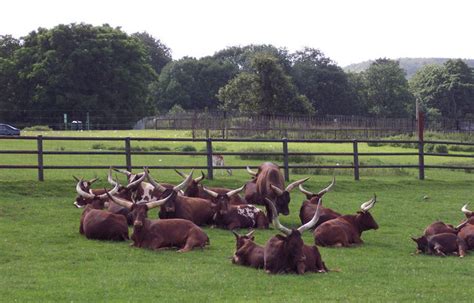 Ankole Cattle at Longleat Safari Park © Maigheach-gheal cc-by-sa/2.0 ...