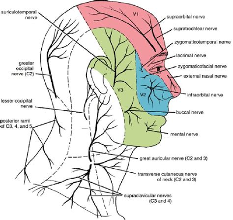 Auricular Nerves | Neurologie, Neurowissenschaften, Logopädie