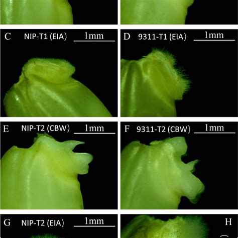 Overview of RNA-seq in coleorhiza hair development of japonica and... | Download Scientific Diagram