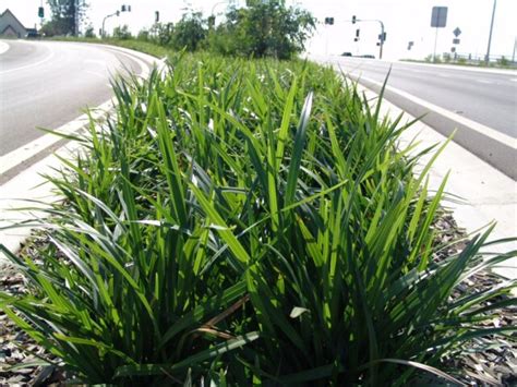 Dianella caerulea ‘Breeze’ – Native Flax | Gardening With Angus