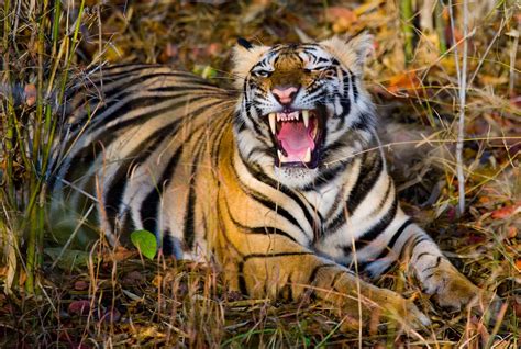 The 9 Types of Tiger Subspecies From Around the World - A-Z Animals