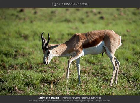 Pilanesberg Wildlife Photos – Images & Pictures of Pilanesberg Game Reserve