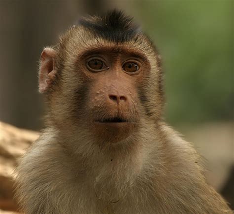 Southern pig-tailed macaque (Macaca nemestrina)