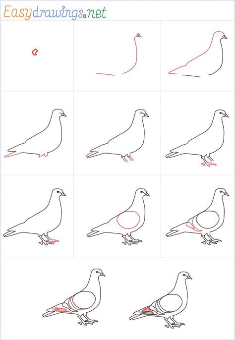 How To Draw A Pigeon Step by Step- [11 Easy Phase] in 2021 | Drawings, Drawing prints, Draw