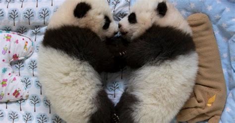 Zoo Atlanta's twin panda cubs to get named by public - CBS News