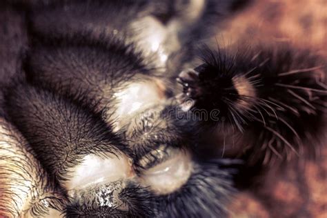 Tarantula Brachypelma Smithi Stock Photo - Image of wild, home: 150599240