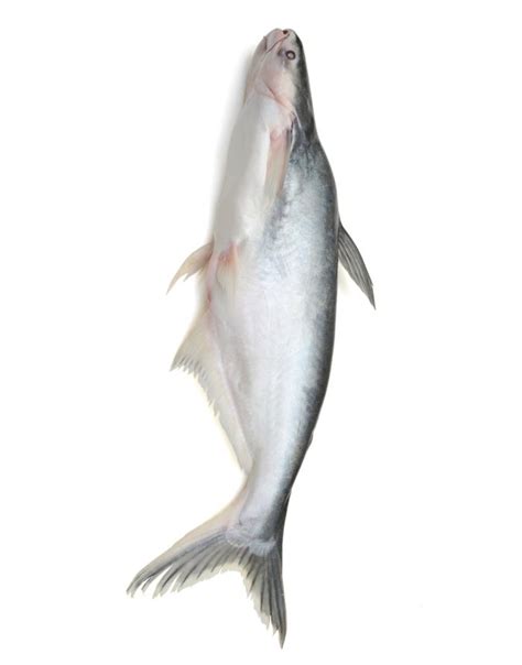 CatFish Khagga / Singhara Fish in Karachi, Pakistan Free Shipping In 3 Kg