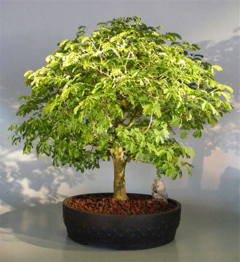 Top Brazilian Rain Tree Bonsai in the year 2023 Don t miss out | leafyzen