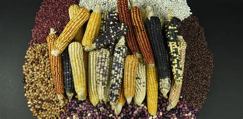 Maize: The most important crop for The Mayan Culture - FLAAR MESOAMERICA