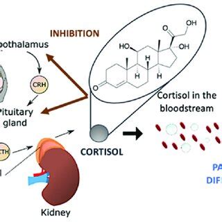 Mechanism of cortisol generation in the human body. Free cortisol is... | Download Scientific ...