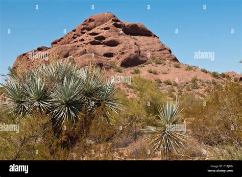 Phoenix, Arizona. Cactus at the Desert Botanical Garden Stock Photo - Alamy