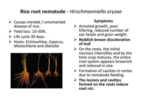 Nematode damage symptoms in crop plants