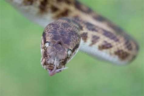 1,810 Python Tongue Photos - Free & Royalty-Free Stock Photos from Dreamstime