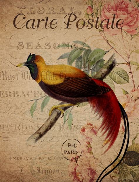 Vintage Bird Floral Postcard Free Stock Photo - Public Domain Pictures