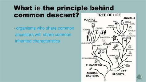 Mechanisms of Evolution - ppt download